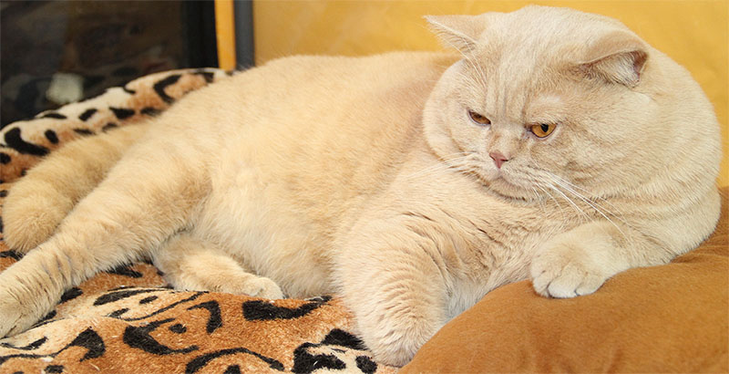 Кремовый британский кот Ясон-Людвиг